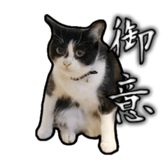 cat in japan(neko