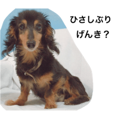 Local people of the miniature dachshund