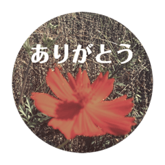 KoToNoHa_MAUVE FLOWER Japanese ver.