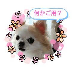 chi_20210401120549