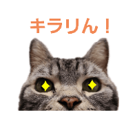 nekojarasi_20210401124903