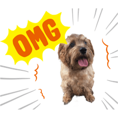 Pamina&FifthFloor : The Norflok Terrier