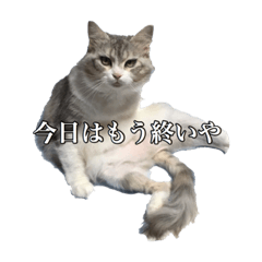 うちの猫メインクーンのエヴァさん Line スタンプ Line Store