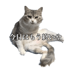 うちの猫メインクーンのエヴァさん Line スタンプ Line Store うちの猫メインクーンのエヴァさん Line スタンプ Line Store