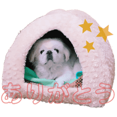 犬のたま Line スタンプ Line Store