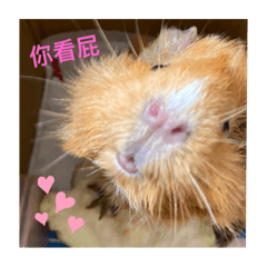 天竺鼠鼠