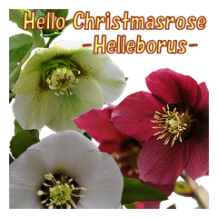 Hello Christmasrose. [Helleborus]