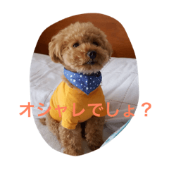 So cute toypoodle sticker