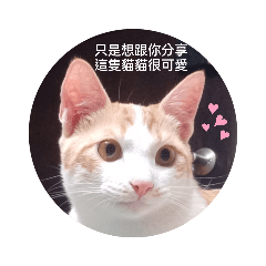 只是想跟你們說貓貓很可愛