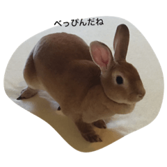 This rabbit is Hime-chan