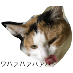 Calico cat day