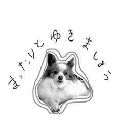 yoshiokahanako dog