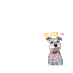 Mini schnauzer - Timay