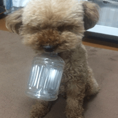 Cute toy poodle pooh's photos 2
