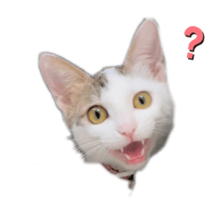 你到底是有什麼毛病