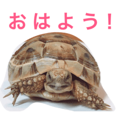 kotetsu of the land tortoise