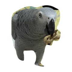 African Gray Parrot is smiley!