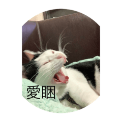 賓士ㄉ日常生活