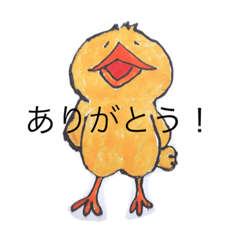kimama  bird