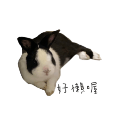 可愛兔兔特輯