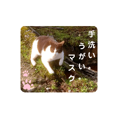 野良猫ひろし。。