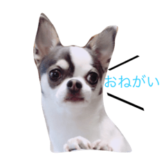 ashchan 1