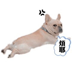 家有惡犬之咖哩貝果