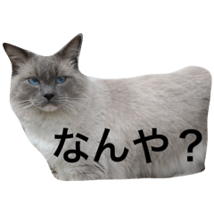 I am choco