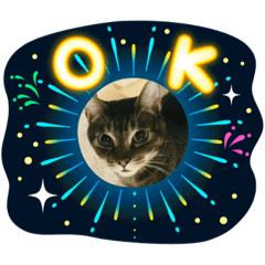 不管怎麼看都一臉厭世的貓2