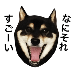 Black shiba dog Hijiki's sticker