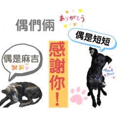 短哥與麻吉 part1