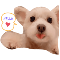 我是一隻狗 久乳球球