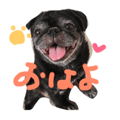 pug love
