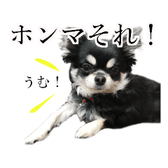 Six Chihuahuas from Japan part2