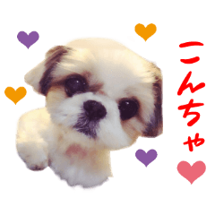 Real DOG Shih Tzu - Maron & Yuki -