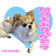 coconuts Sticker