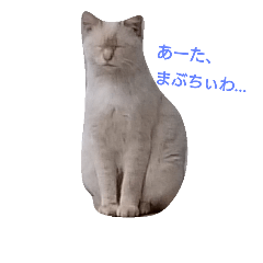 のらねこまぶにゃん Line スタンプ Line Store