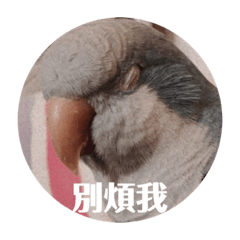 只想當一隻廢物鸚鵡