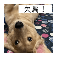 迪迪與呼呼 第二彈