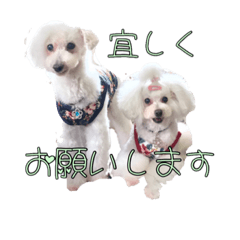 white poodle&friend
