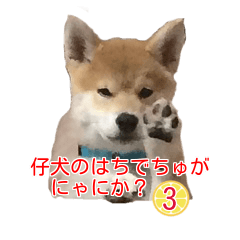 Shiba Inu is, Tweet when you are young 3