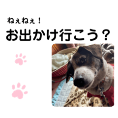 Nacchan_20210403152059