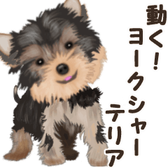 Move! sticker of Yorkshire Terrier