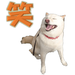 Shiba dog's KURUMI onomatopoeia words