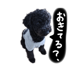 Lovery dog toy poodle