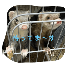 フェレット、デグー