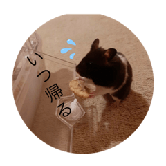 koko_20210404123345