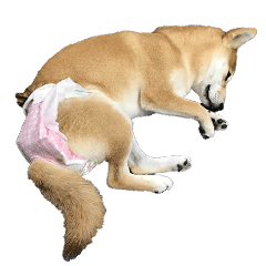 Dog in a diaper