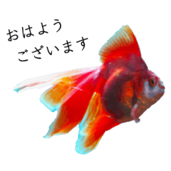Various Goldfish