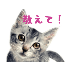 目羅健嗣　猫アートコレクション　3